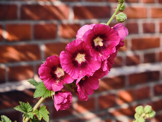 Pink Hollyhock Flowers Blooming Against Brick Wall in Stralsund Germany Mecklenburg-Vorpommern Close-Up Floral Photography