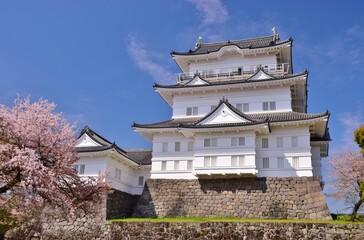 小田原城　春の彩り