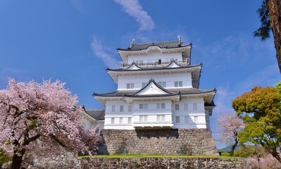 小田原城　春の彩り