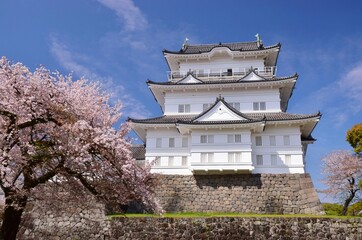 小田原城　春の彩り