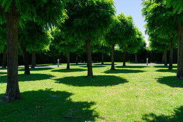 Obraz premium Symmetrical Rows of Manicured Trees Casting Circular Shadows on Vibrant Green Lawn in Sunny Park