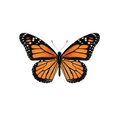 Fototapeta premium Butterfly detailed wing vein pattern and subtle shadow lift isolated on transparent background, PNG