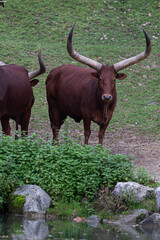 Frontal view of a red Ankole cow showing its impressive wide horns and staring at the lens.