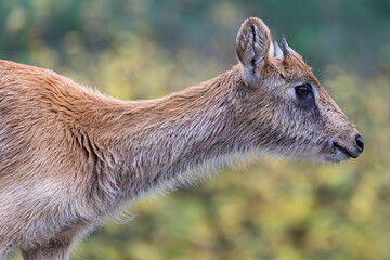 Profile view of a young antelope head with small horns against a green bokeh background.