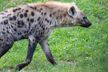 Spotted Hyena isolated against a green blurred background of grass and nature