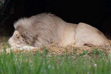 Big African cat relaxing in the shade. The white lion is a rare color mutation.