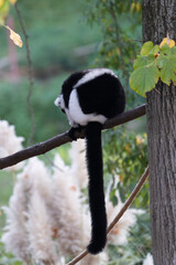 Fototapeta premium Madagascar wildlife: Black-and-white ruffed lemur perched on a tree rope.