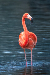 Flamant rose  dans le plan d'eau
