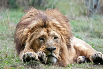 Lion d'Afrique couché dans la végétation, de face