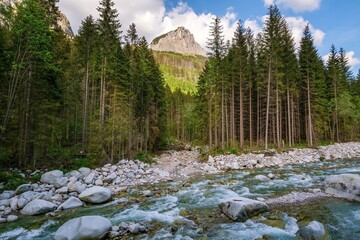 Vibrant mountain landscape with a clear rocky river flowing through a dense evergreen forest toward...