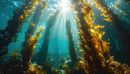 Obraz premium Kelp forest Sunlight.