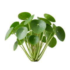 Obraz premium Chinese money plant leaf cluster with round coin-shaped blades and thick petioles isolated on transparent background, PNG