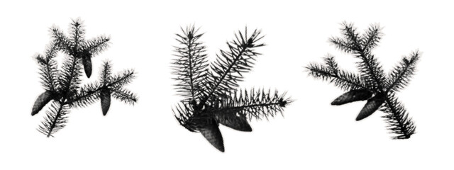 A pine branch with cone on a piece of torn paper for collage and scrapbook design. A sticker with a spruce tree, a conifer with needles and cone, cut out from a journal. Halftone vector set.