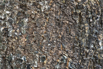 The rough bark of ancient trees in the forest creates very unusual backgrounds.