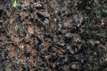 The rough bark of ancient trees in the forest creates very unusual backgrounds.