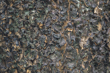 The rough bark of ancient trees in the forest creates very unusual backgrounds.