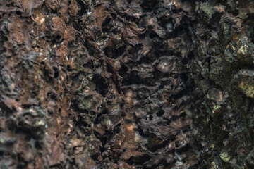 The rough bark of ancient trees in the forest creates very unusual backgrounds.
