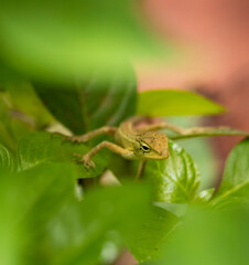 Master of disguise in the foliage