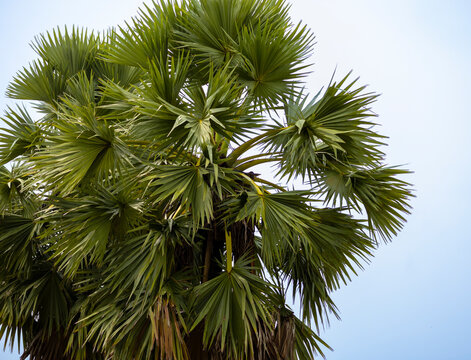 Close-up view of the dense, fan-shaped fronds of a mature Indian Palmyra palm tree, also known as the toddy palm, sugar palm, or ice apple tree. 