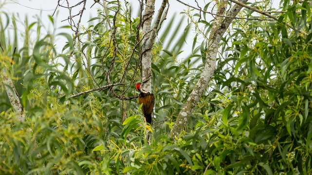 A vibrant Black-rumped flameback (Dinopium benghalense), also known as the lesser golden-backed woodpecker, is captured perched on a bare tree branch against a light sky background. 