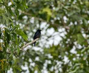 Black Drongo on a branch