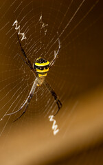 spider on web