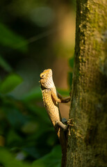 lizard on a tree on beautiful sunlight