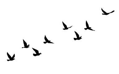 Flying birds silhouettes pattern wallpaper. Vector illustration. isolated bird flying. tattoo design. template for card, package, and wallpaper.