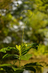 Reaching for the light: A young plant stretches towards the sky, showcasing new growth and aspiration