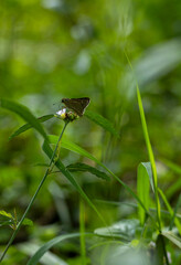 A skipper butterfly resting on a plant. 