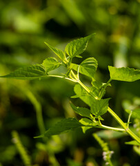 green leaves on a green background