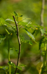 green leaves on a branch