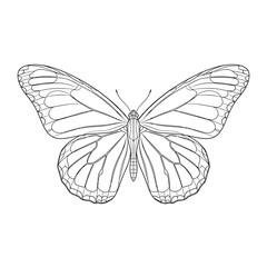 Detailed butterfly line drawing for coloring or illustration purposes