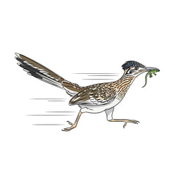 An illustration of a greater roadrunner bird running quickly with a captured lizard