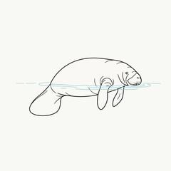 Line drawing of a manatee swimming in the ocean isolated on white background