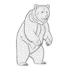 A detailed line drawing of a powerful bear standing tall on its hind legs, isolated on white