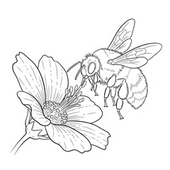 A black and white line art illustration featuring a large fuzzy bee interacting with a blooming flower