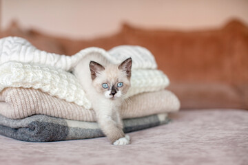 Cute kitten climbs out from under the blanket on sofa at home, cozy autumn interier