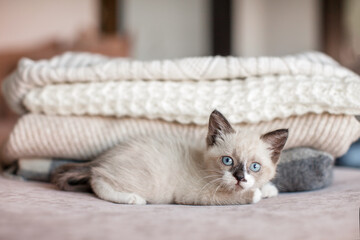 Cute cat relaxing on sofa and looking at camera at cozy home