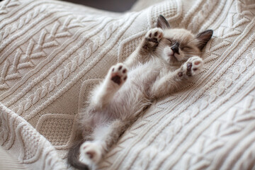 Cute kitten is funny sleeping on white blanket at home