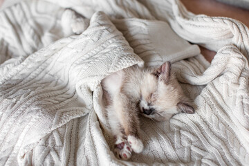 Tiny Cat is sleeping under warm knitted sweater indoors