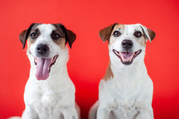 Two happy Dogs isolated on red background