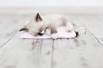 Cute Cat with close eyes sleeping on pink pillow on white wooden warm floor indoors