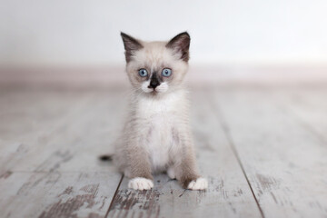 Kitten sits on wooden floor and looking at camera