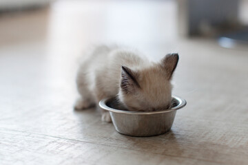 Cute cat eating from bowl cat's food at kitchen