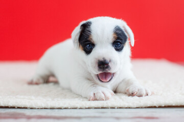 Portrait of Smiling Dog isolated on red background