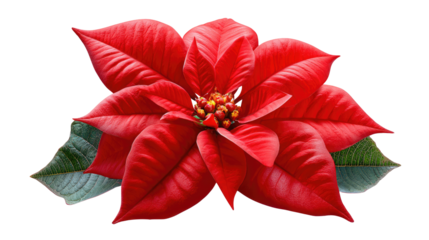Crimson Poinsettia Bloom: A vibrant, velvety red poinsettia flower, its petals radiating outwards, embodies the spirit of the holiday season, paired with lush green leaves.