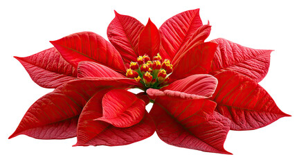 Crimson Poinsettia: A close-up showcases a vibrant poinsettia, its scarlet bracts radiating warmth and festive cheer. A symbol of holiday beauty and seasonal delight.