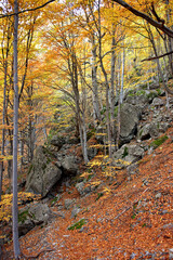 Obraz premium An autumn landscape with trees covered in vibrant foliage shades of yellow orange gold and a path strewn with fallen leaves Clear sky sunny day nature forest flora autumn