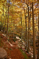 Obraz premium An autumn landscape with trees covered in vibrant foliage shades of yellow orange gold and a path strewn with fallen leaves Clear sky sunny day nature forest flora autumn